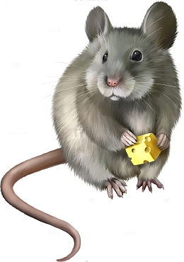 灰色老鼠