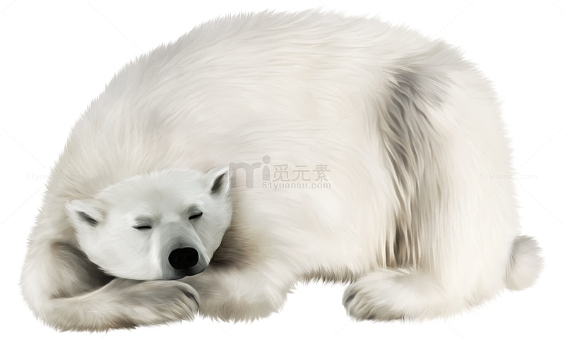 卧着的北极熊