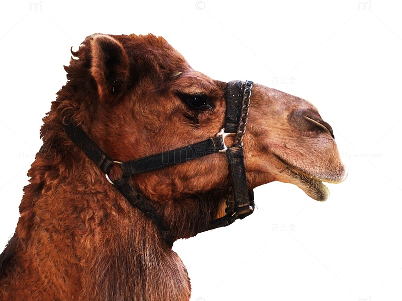 深棕色骆驼