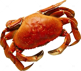 美味生鲜蟹