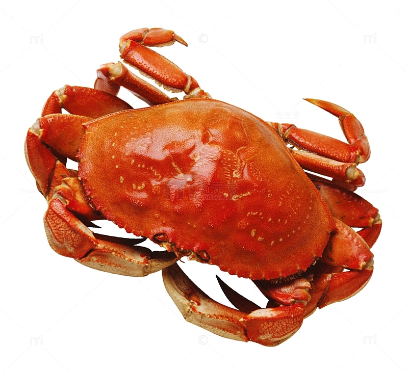一只大螃蟹