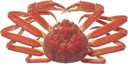 松叶蟹海蟹