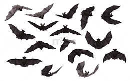 一群蝙蝠