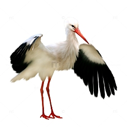 单只白鹳