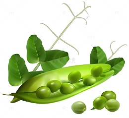 嫩绿的豌豆荚