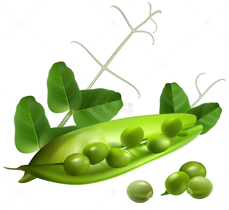 嫩绿的豌豆荚
