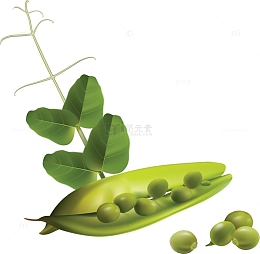 卡通手绘豌豆