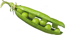 一个豌豆荚