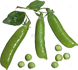 丰收的碧绿豆荚