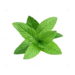 绿叶薄荷