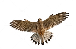 展翅高飞的老鹰