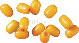 黄色沙棘