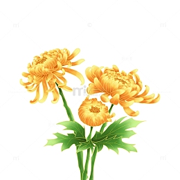 寒露立秋秋季植物菊花元素