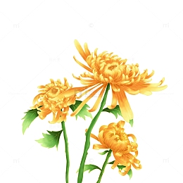 寒露立秋秋季菊花元素
