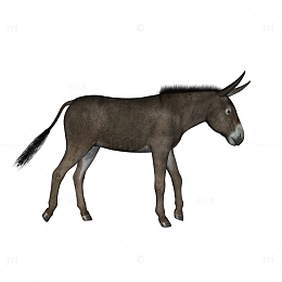 手绘毛驴