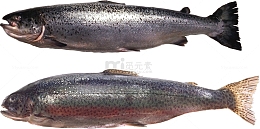 两条大鱼