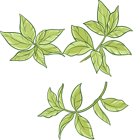 手绘树叶茶叶
