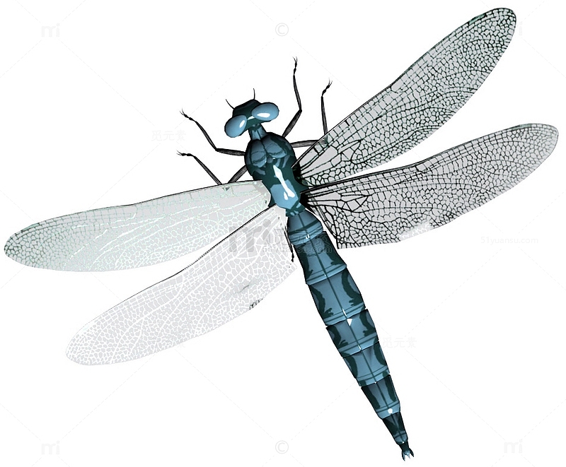 高清蓝色蜻蜓
