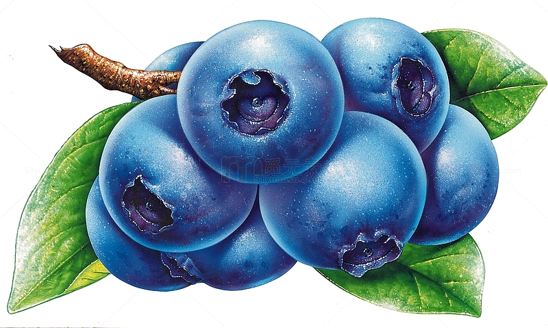 卡通彩绘蓝莓
