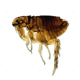 寄生昆虫