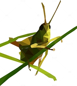 手绘蝗虫