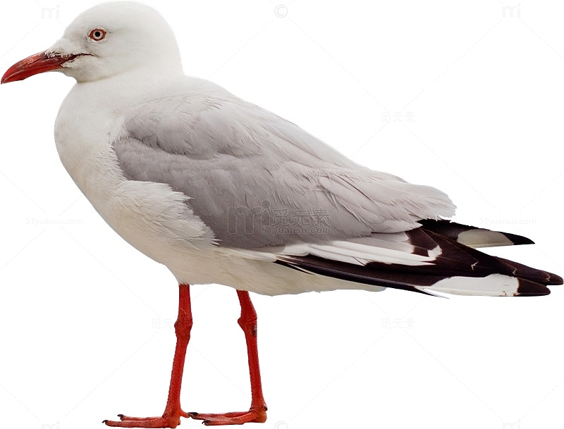 白色海鸥