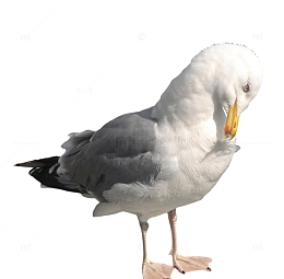 尖嘴的海鸥