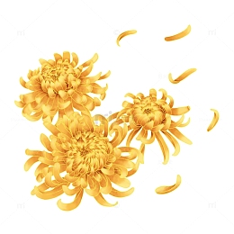 中秋寒露立秋秋季节日菊花元素
