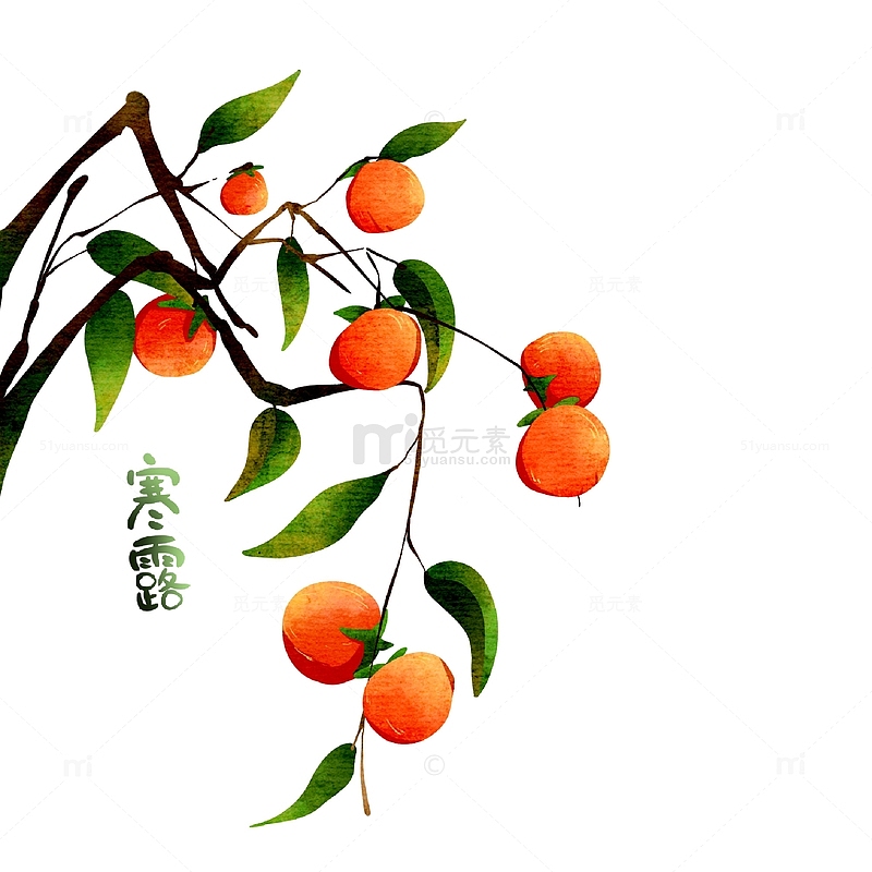 手绘柿子树植物寒露节气字体设计