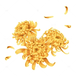 中秋寒露立秋秋季节日节气菊花元素