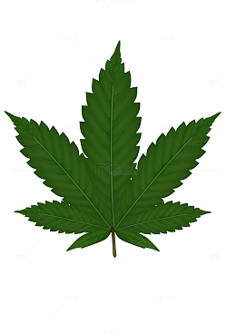 大麻叶子