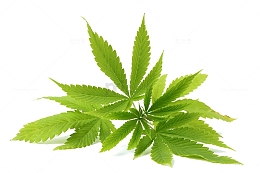 绿色大麻叶子