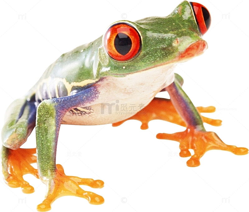 一只绿色树蛙