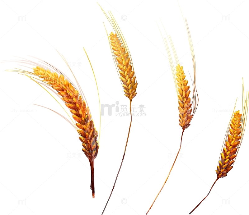 卡通彩绘小麦