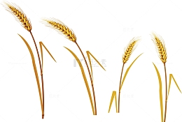 秋收麦穗小麦