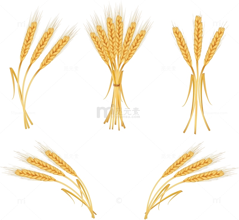 卡通彩绘金黄色小麦麦穗