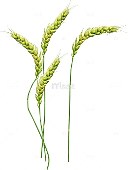 绿色小麦麦穗