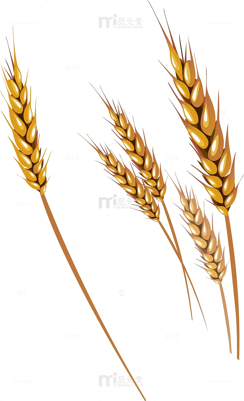 金黄小麦麦穗