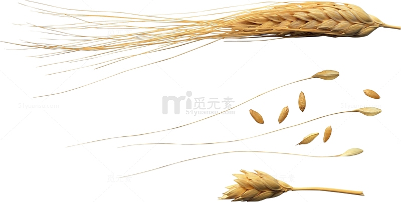 成熟的麦穗