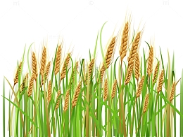金黄的小麦