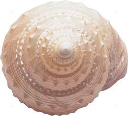 一枚海螺壳