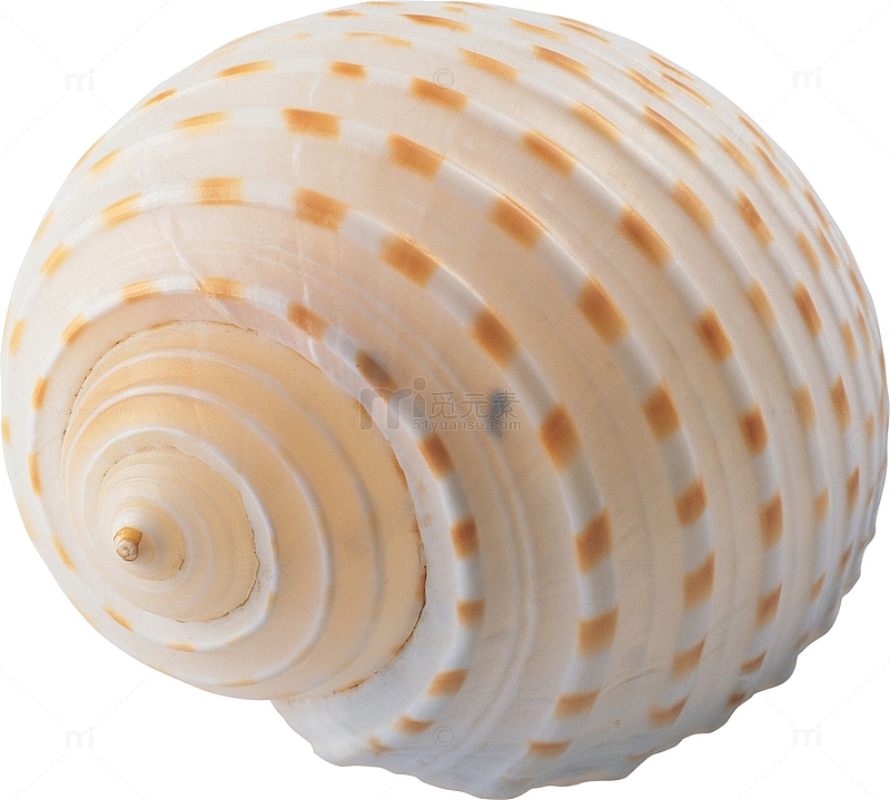 白色贝壳
