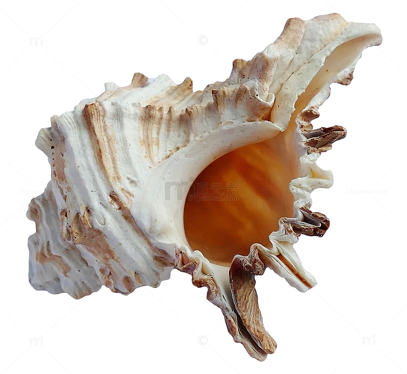 高清海螺空壳