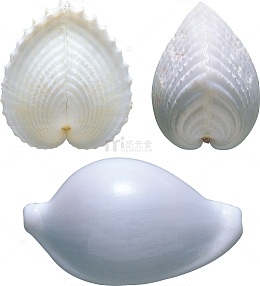 白色贝壳
