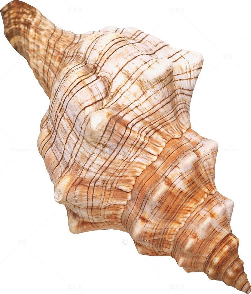 天然贝壳大海螺