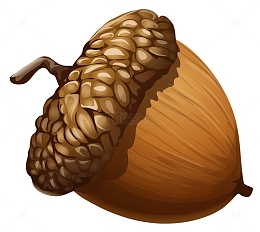 手绘橡子插画素材