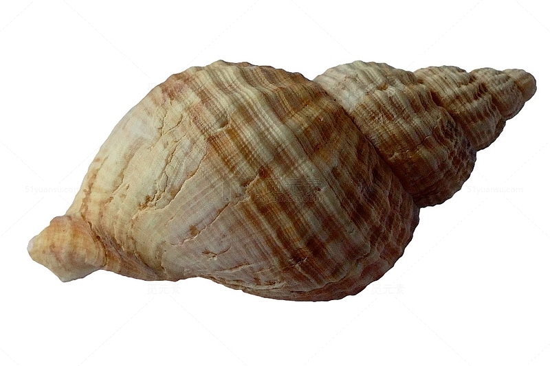 大海海螺贝壳