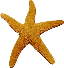 黄色海星