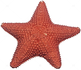 一颗海星