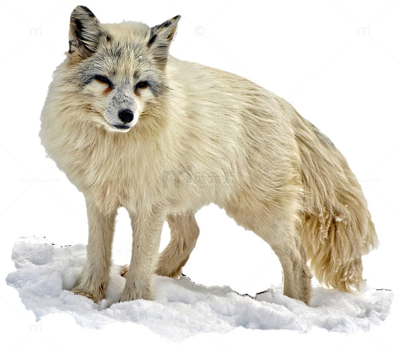 灰色北极狐